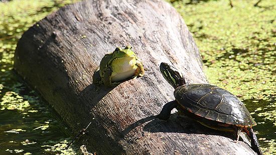 Harmony by Nature\n\nAnimals & Insects