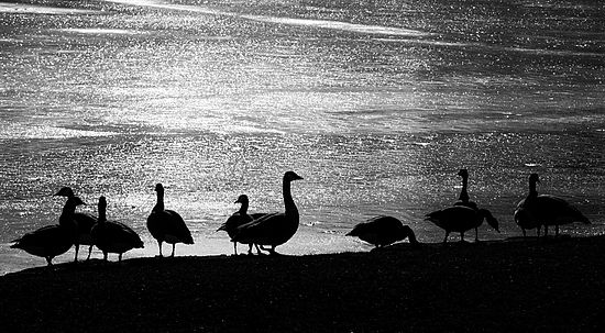 Ice Geese\n\nAnimals & Insects