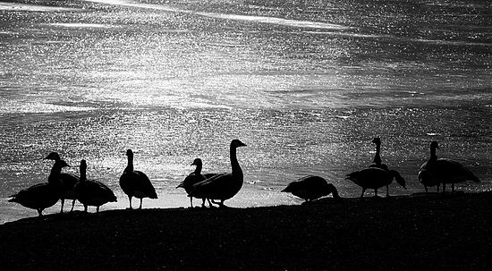 Ice Geese\n\nAnimals & Insects