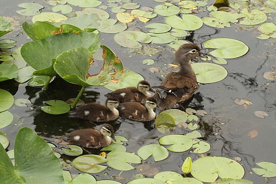 We are Family\n\nAnimals & Insects