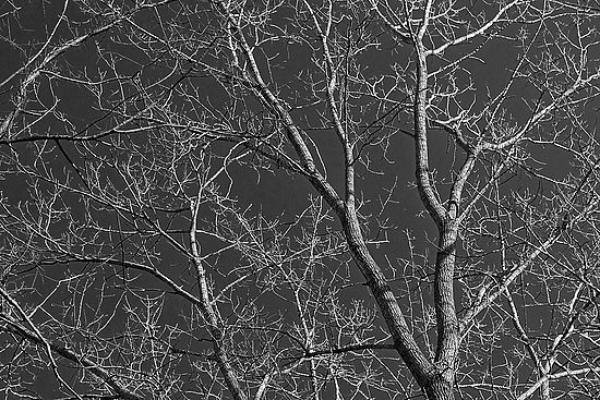 Late Fall on the Towpath\n\nBlack & White