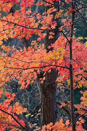 Maple in Fall\n\nLandscape