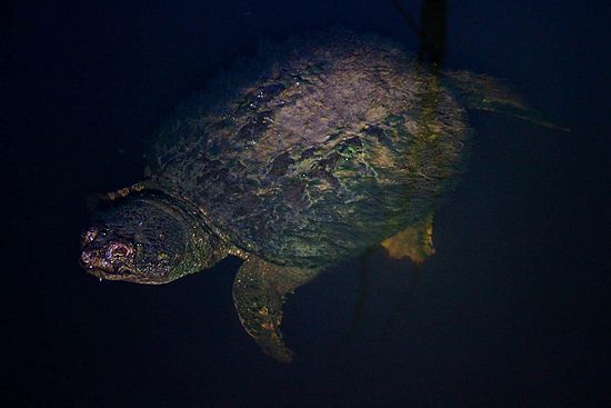 Night Turtles\n\nAnimals & Insects