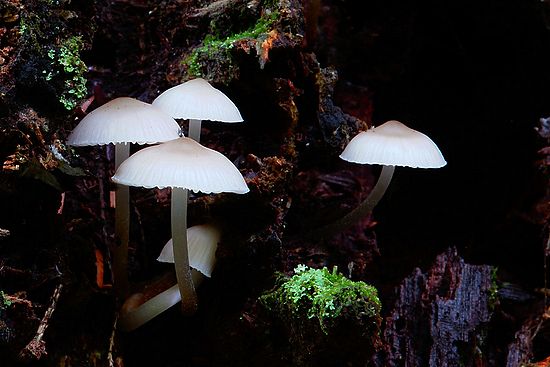 White Mycena Mushrooms\n\nPlants & Flowers