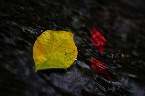 Fall Flow\n\nPlants & Flowers