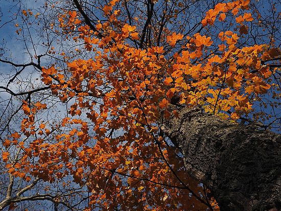 Fall Leaves Over the Towpath\n\nPlants & Flowers