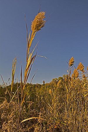 Shoreline Weeds at Indigo Lake\n\nPlants & Flowers