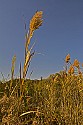 Shoreline Weeds at Indigo Lake\n\nPlants & Flowers