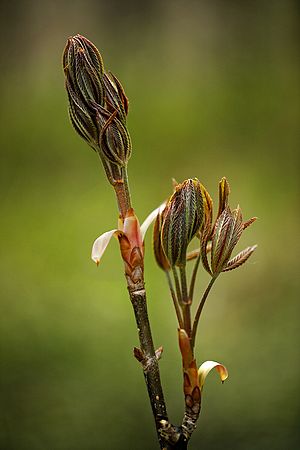 Ohio Buckeye Bud\n\nPlants & Flowers