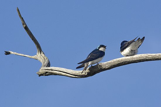Tree Swallow\n\nNovice