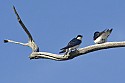 Tree Swallow\n\nNovice