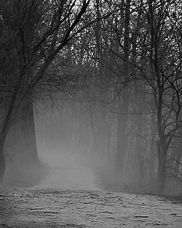 Into the Mist\n\nNovice