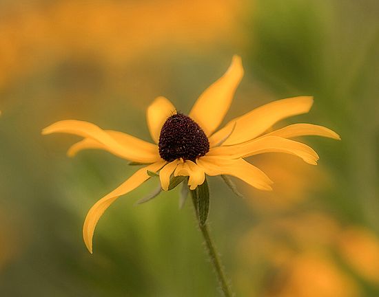 Black-Eyed-Susan\n\nNovice