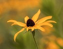 Black-Eyed-Susan\n\nNovice