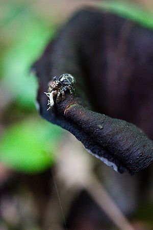 Black Trumpet Diner\n\nNovice