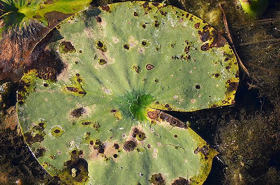 A Frog's Life\n\nNovice