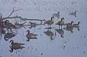Geese Reflecting\n\nNovice
