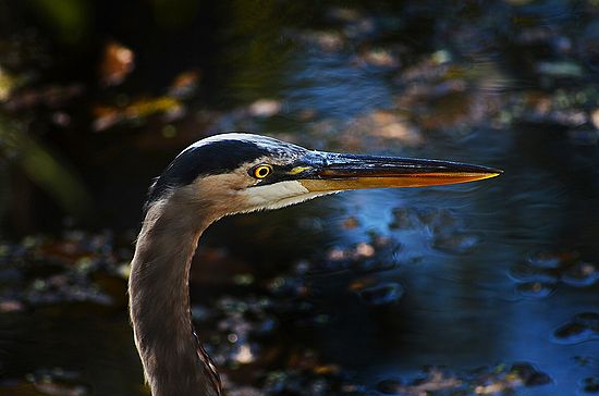 Having trouble Heron you\n\nNovice