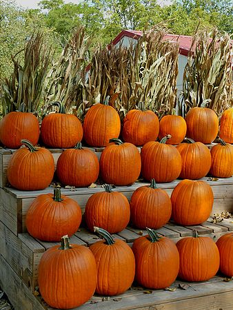 The Pumpkins are Ready\n\nNovice