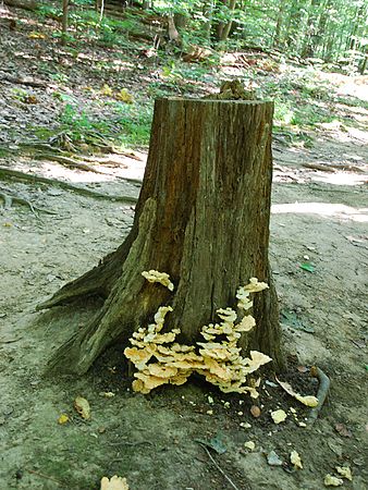 Steps of Fungi\n\nNovice