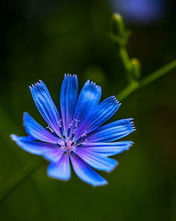 Summer Wild Flowers\n\nNovice