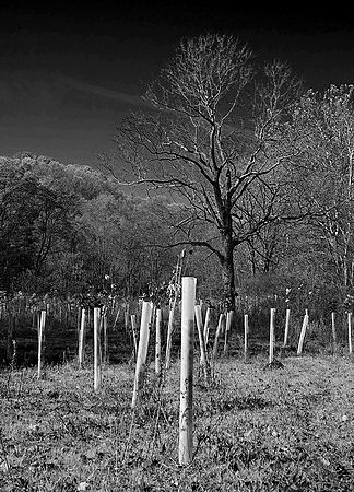 Wildlife Protection\n\nNovice