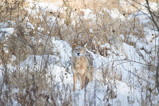 Coyote\n\nAnimals & Insects\n\nSecond Place