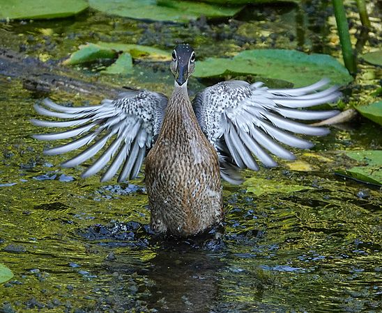 Duck 2\n\nAnimals & Insects\n\nHonorable Mention