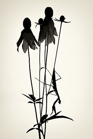 Praying Mantis in Silhourtte\n\nBlack and White or Monochrome\n\nSecond Place