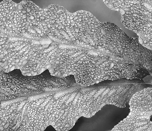 Fab Fern\n\nBlack and White or Monochrome\n\nHonorable Mention