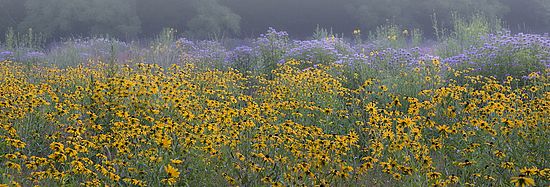 Flower Field\n\nLandscape\n\nSecond Place
