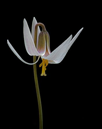 White Trout Lily\n\nPlants & Flowers\n\nFirst Place