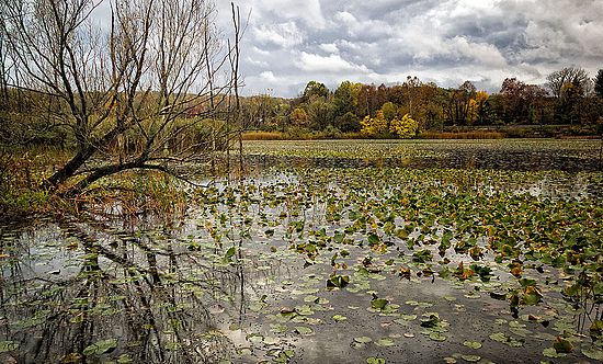 Beaver Marsh in the Fall\n\nNovice\n\nFirst Place