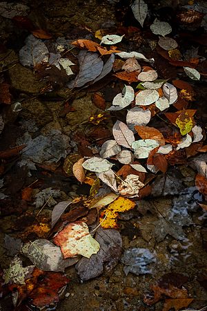 Leaf Trail\n\nNovice\n\nHonorable Mention