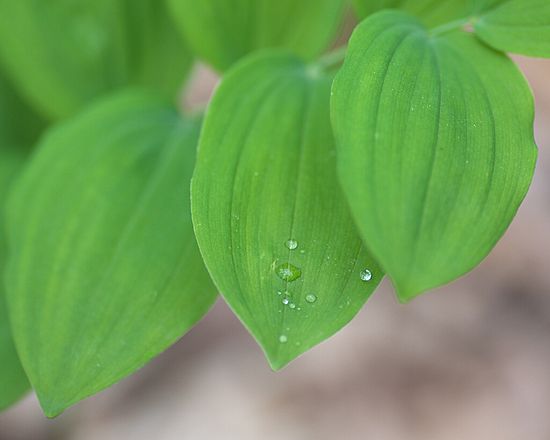 &copy; Jeffrey D Smith 2009