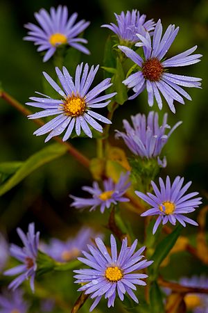 Frame Lake   Herrick Fen  KSU/Nat Conservancy\nNE  OHIO \nSeptember 2011