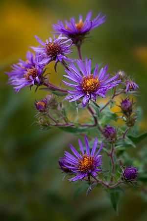 Frame Lake   Herrick Fen  KSU/Nat Conservancy\nNE  OHIO \nSeptember 2011