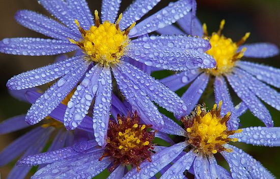 Frame Lake   Herrick Fen  KSU/Nat Conservancy\nNE  OHIO \nSeptember 2011