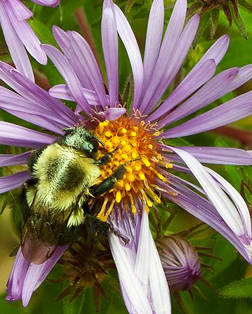 &copy;2010 BAMettle  (330)6070200