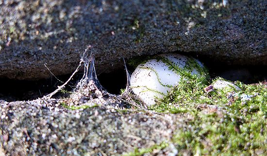 Photo Walk January 31, 2009 - Ritchie Ledges