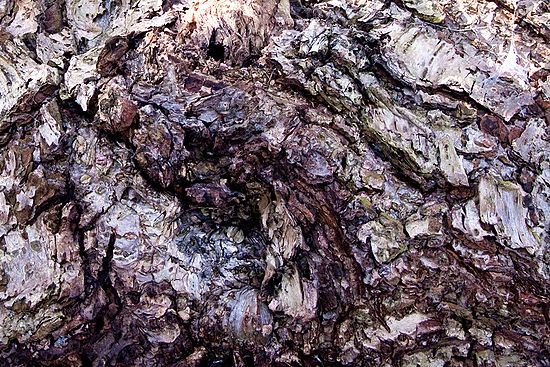 Photo Walk January 31, 2009 - Ritchie Ledges