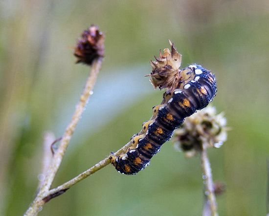 &copy;2010 BAMettle  (330)6070200