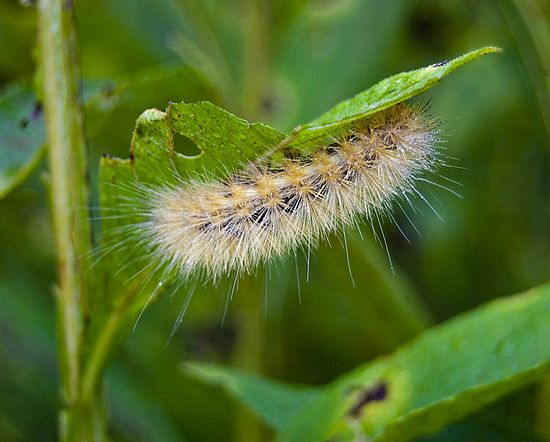 &copy;2010 BAMettle  (330)6070200