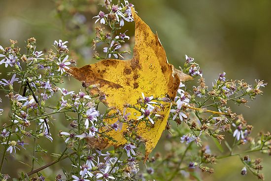 Fall Color Mix\nOneil's Woods  \nSummit Metro Park, Ohio\nOctober 2018