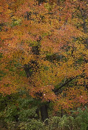 Fall Color Mix\nCuyahoga Valley National Park, Ohio\nOctober, 2018