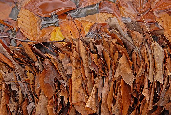 &copy;Martin Trimmer