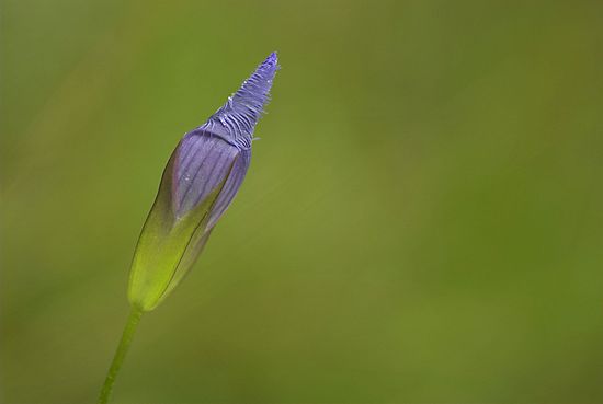 Borrow Pit CVPS Photo Walk Fringed Gentian
