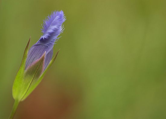 Borrow Pit CVPS Photo Walk Fringed Gentian