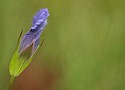 Borrow Pit CVPS Photo Walk Fringed Gentian