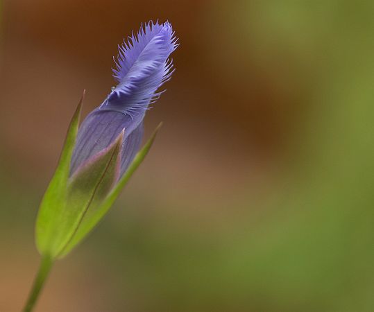 Borrow Pit CVPS Photo Walk Fringed Gentian